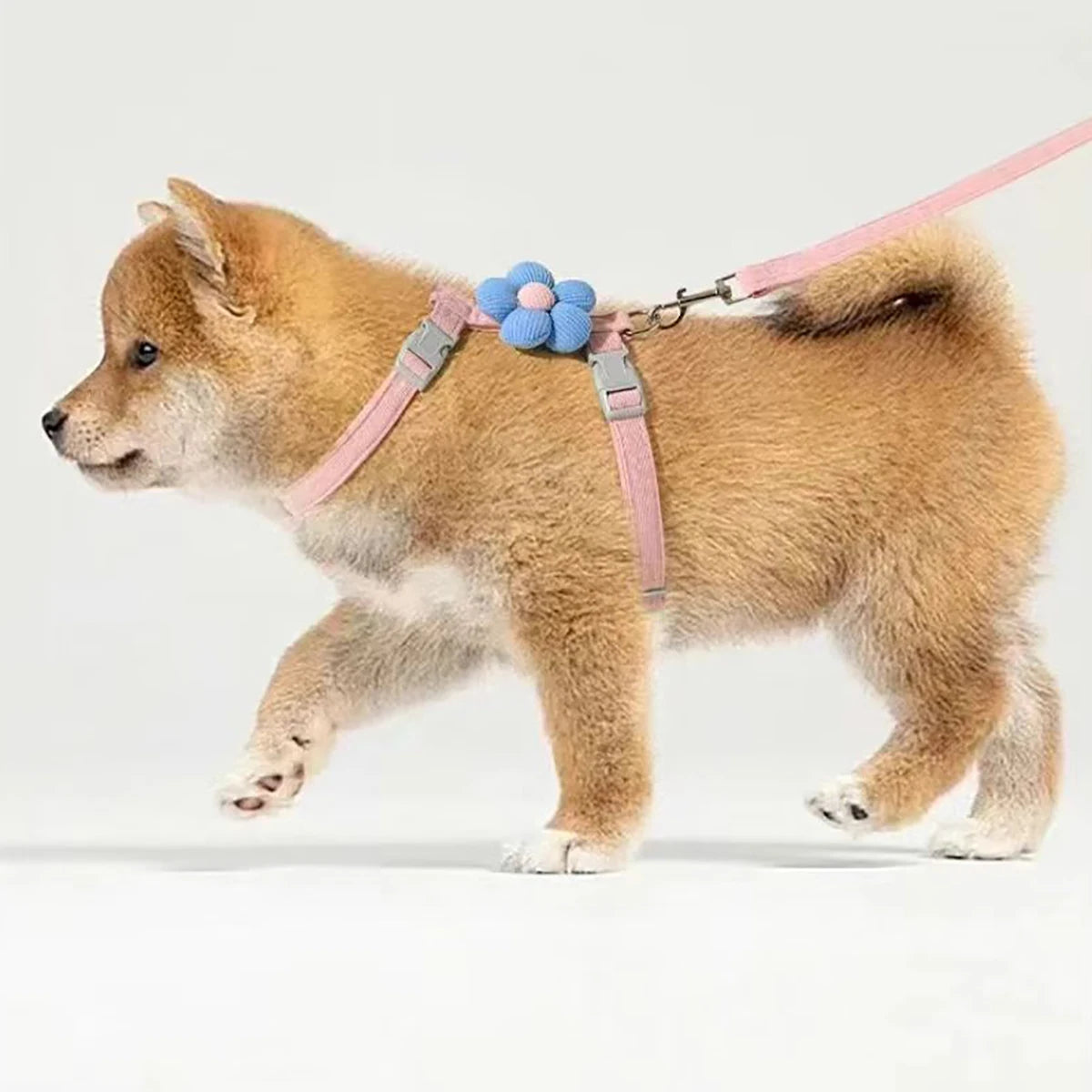 Ensemble harnais et laisse pour chat et petit chien