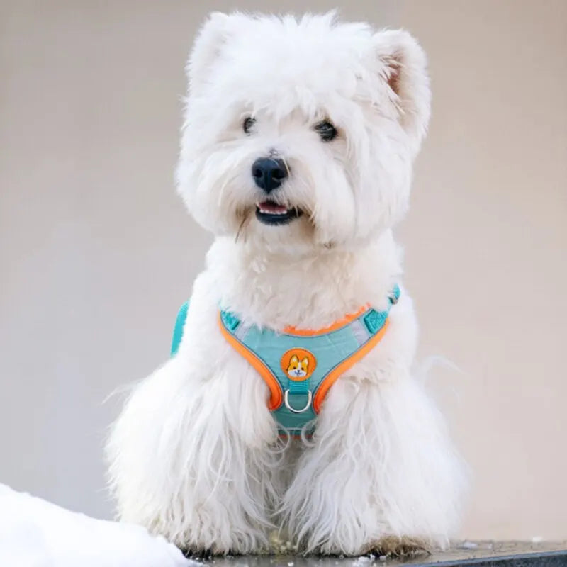 Harnais réfléchissant anti-traction avec laisse pour chien et chat