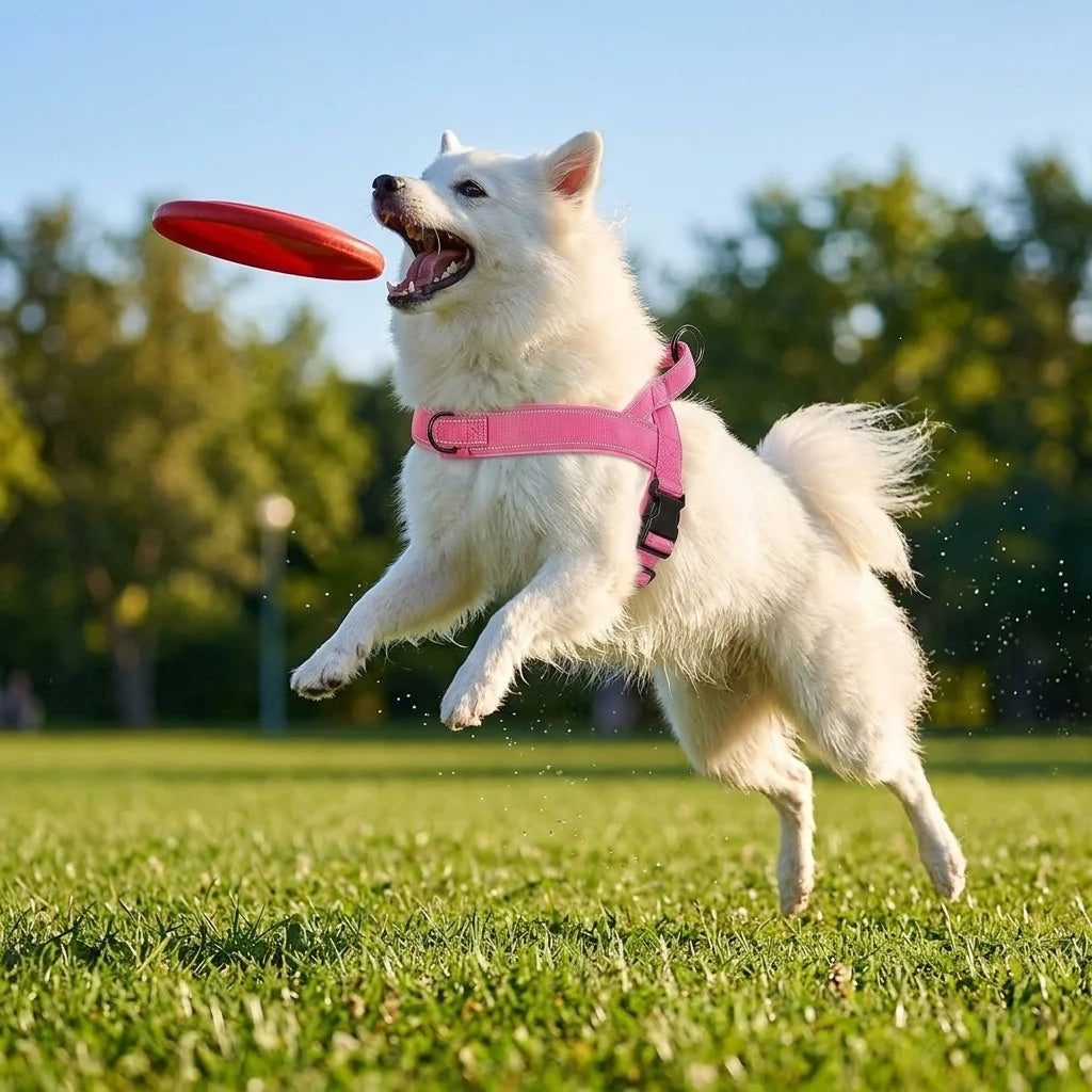 Harnais tactique anti-traction pour grand chien