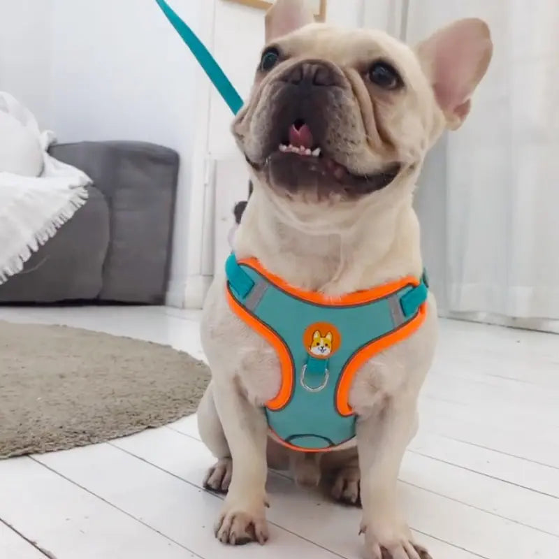 Harnais réfléchissant anti-traction avec laisse pour chien et chat