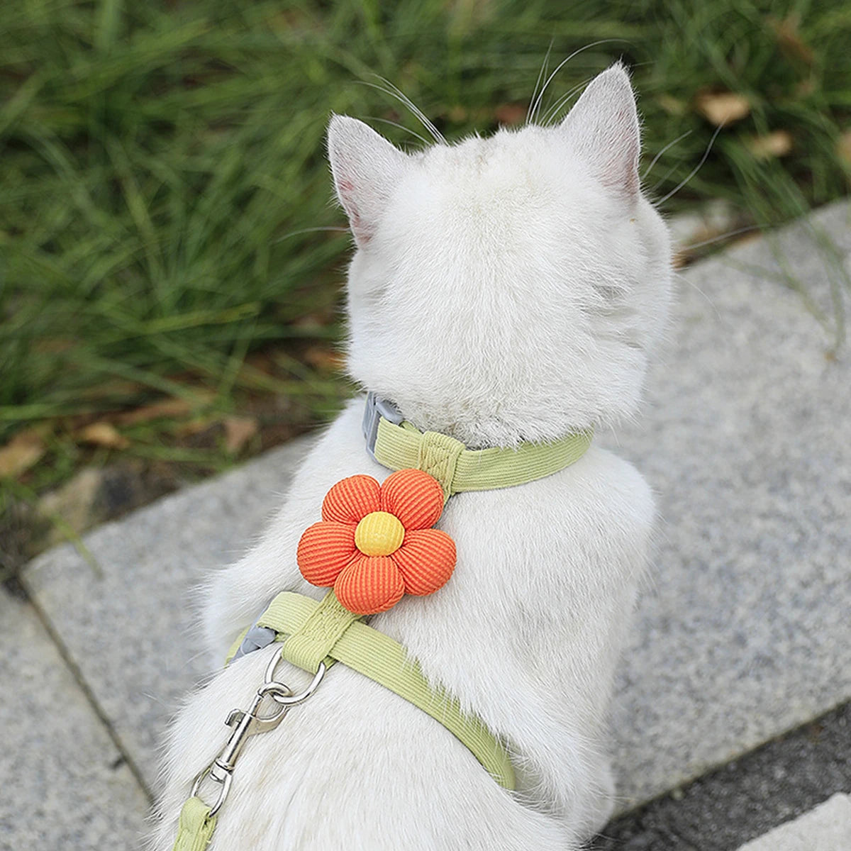 Ensemble harnais et laisse pour chat et petit chien