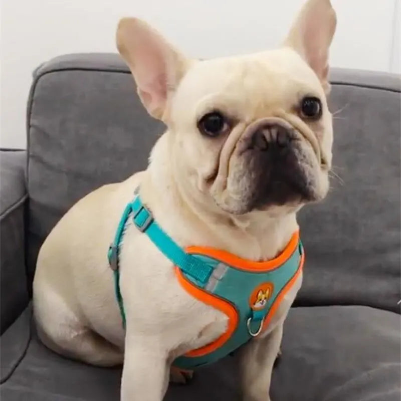 Harnais réfléchissant anti-traction avec laisse pour chien et chat