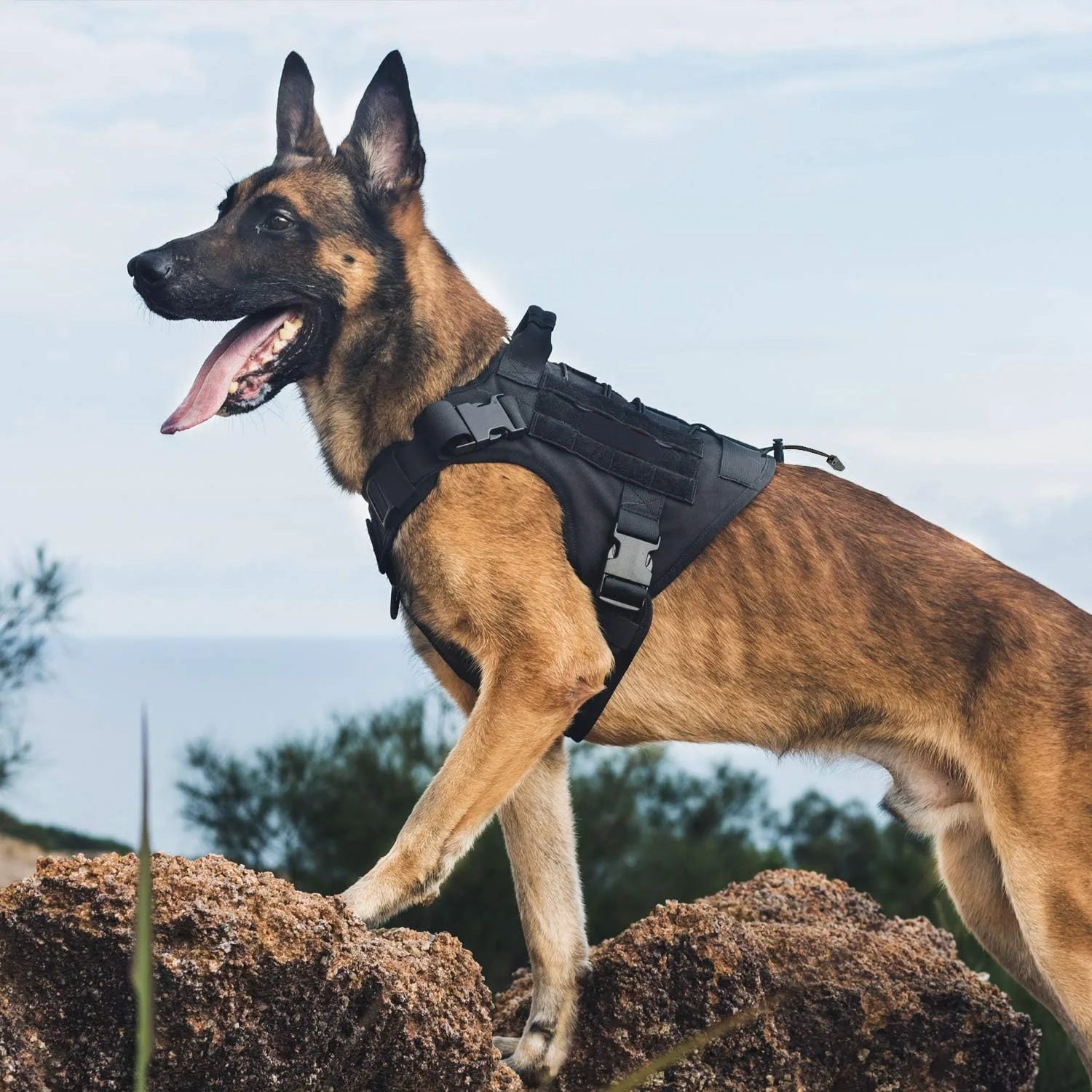 Harnais tactique avec poignée pour chien