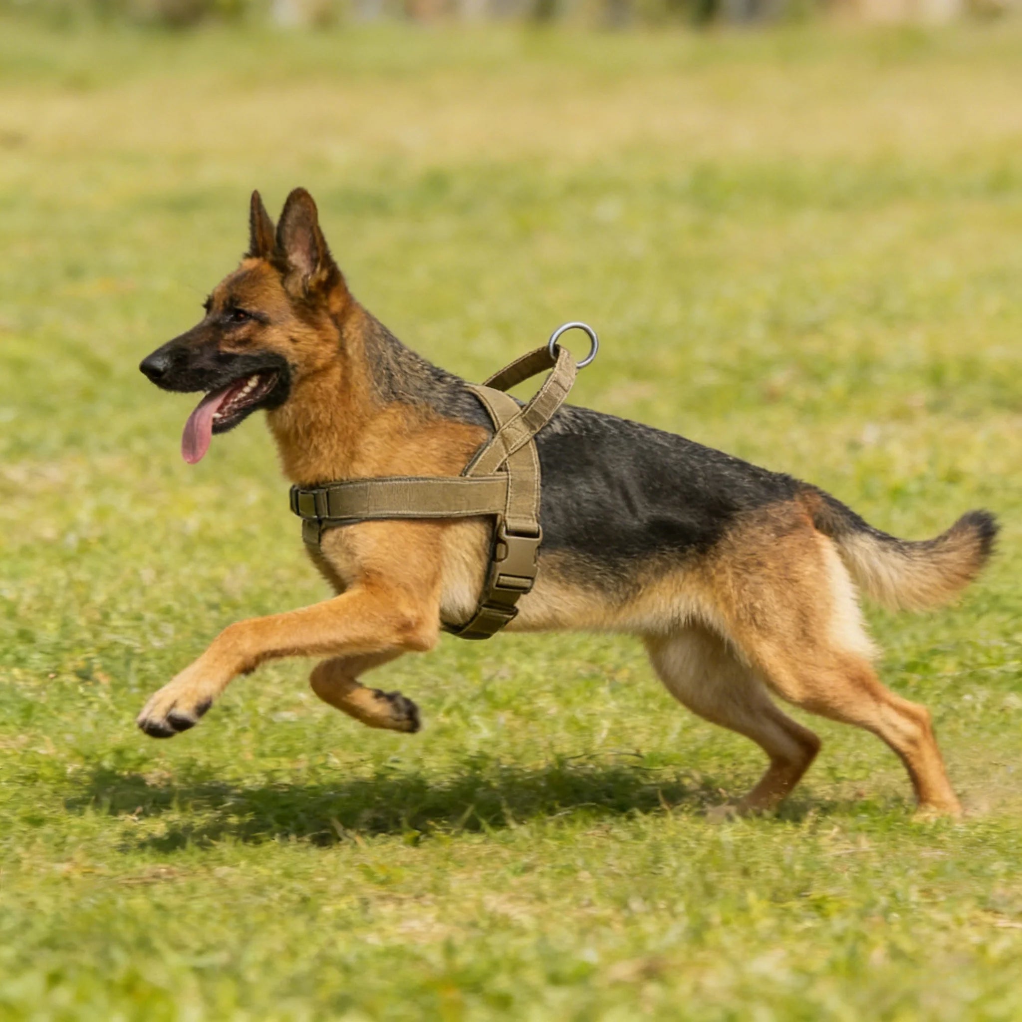 Harnais tactique anti-traction pour grand chien